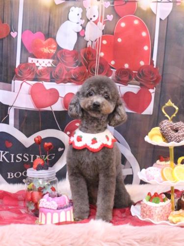 20250219chipieちゃん